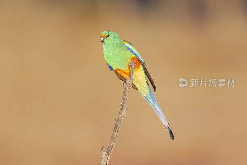 Mulga Parrot, Cunnamulla, QLD, Australia